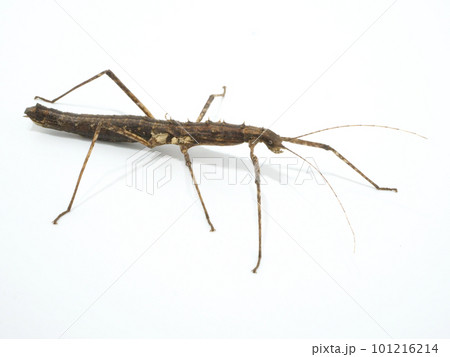 右向きのトゲナナフシ 101216214