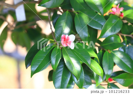 椿（ツバキ）　「胡蝶侘助」（コチョウワビスケ） 101216233