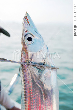 魚バサミでタチウオをつかむ 魚バサミでタチウオをつかむ 101216342