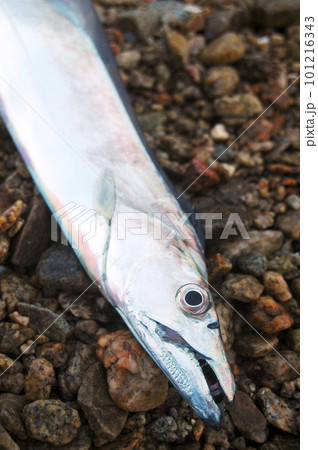 釣りたてのタチウオ 101216343