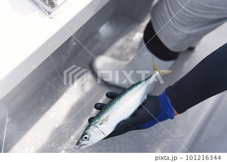 釣りたてのサバ 釣りたてのサバ 101216344