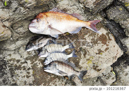 マダイとクロダイが釣れた マダイとクロダイが釣れた 101216367