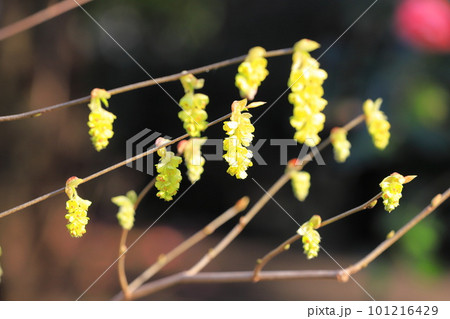 匂土佐水木（においとさみずき）の花 101216429