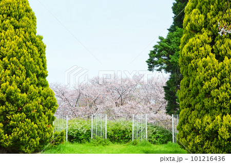 桜が咲く春の鶴見緑地公園（大阪） 101216436