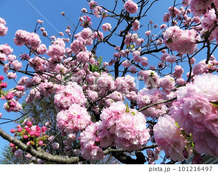 ぽんぽん咲 桜 ぽんぽん咲 桜 101216497