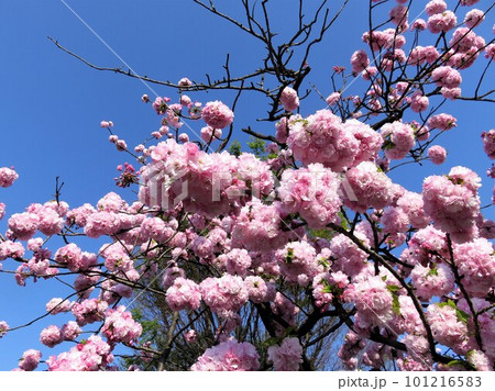 ぽんぽん咲 桜 ぽんぽん咲 桜 101216583