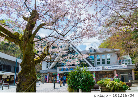 桜咲く清滝駅前風景 101216704