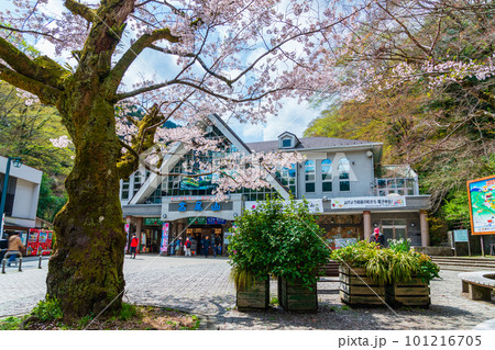 桜咲く清滝駅前風景 101216705