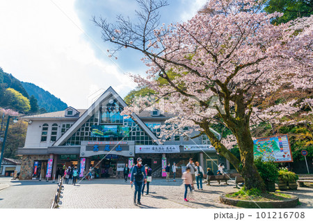 桜咲く清滝駅前風景 桜咲く清滝駅前風景 101216708