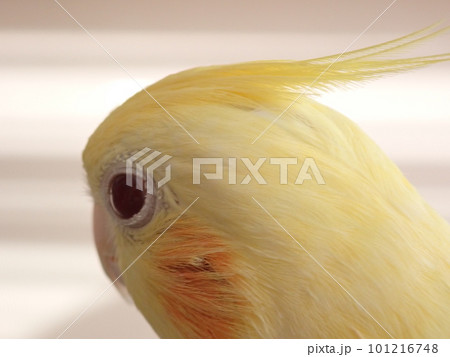 オカメインコの頭の上の羽、冠羽 オカメインコの頭の上の羽、冠羽 101216748