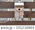 巣箱にとまっているシジュウカラ 101216864