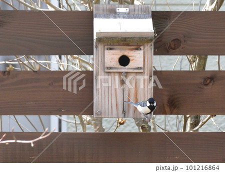 巣箱にとまっているシジュウカラ 101216864