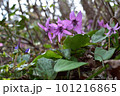 山に咲くカタクリ 101216865