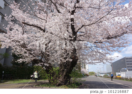 史跡東山道武蔵路の桜（東京都国分寺市） 101216887