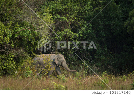 male elephant walking on edge of forest in khaoyai national part thailand male elephant walking on edge of forest in khaoyai national part thailand 101217146