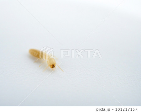 白蟻のアップ 101217157