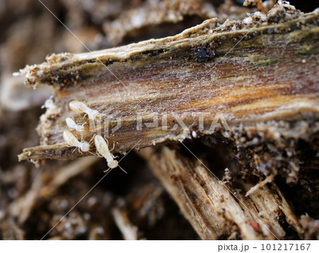 外に出て来たシロアリ達 101217167