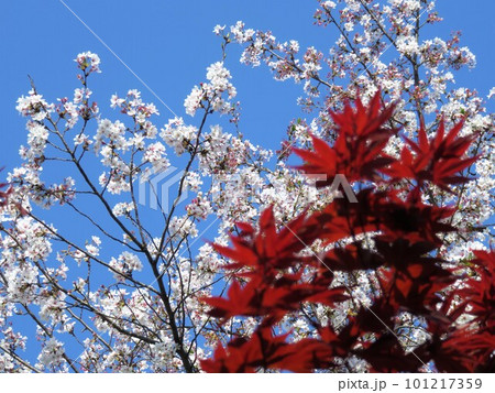 青空に映える真っ赤なモミジと桜 101217359