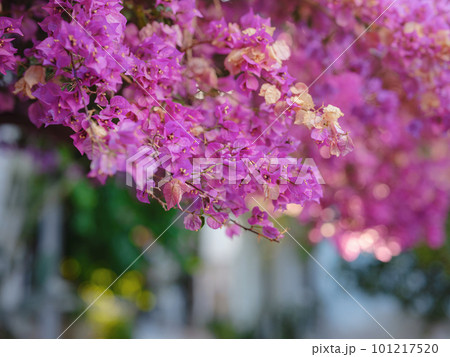 Blooming bougainvillea, streets of the old town of Bodrum, Turkey Blooming bougainvillea, streets of the old town of Bodrum, Turkey 101217520