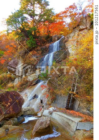 面白山紅葉川渓谷　紅葉　黄葉 101217561
