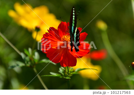 赤いコスモスとアオスジアゲハ 101217563