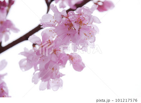 雨の日のしだれ桜 雨の日のしだれ桜 101217576