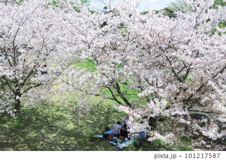 満開の桜と花見客 101217587