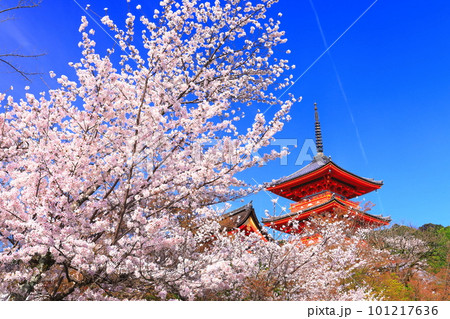【京都府】快晴の清水寺の三重塔と満開の桜 【京都府】快晴の清水寺の三重塔と満開の桜 101217636