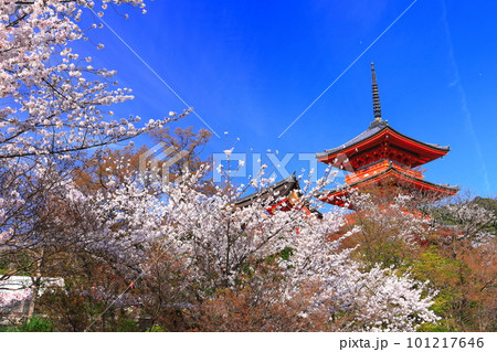 【京都府】快晴の清水寺の三重塔と満開の桜 101217646