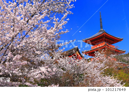 【京都府】快晴の清水寺の三重塔と満開の桜 101217649