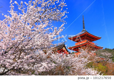 【京都府】快晴の清水寺の三重塔と満開の桜 101217650