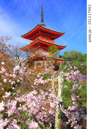 【京都府】快晴の清水寺の三重塔と満開の枝垂れ桜 101217662