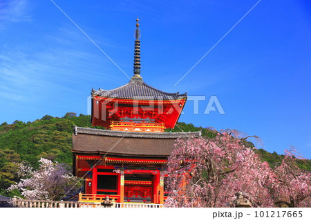【京都府】桜が満開の清水寺の三重塔と西門 101217665