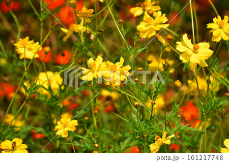 黄色いコスモス 101217748