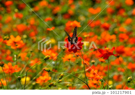 赤いコスモスとキアゲハ 101217901