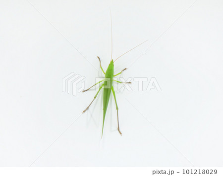 クビキリギリスの後ろ姿 クビキリギリスの後ろ姿 101218029