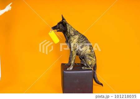 A dog builder is holding a roller brusht. Red yellow background. Isolated. Dutch shepherd A dog builder is holding a roller brusht. Red yellow background. Isolated. Dutch shepherd 101218035
