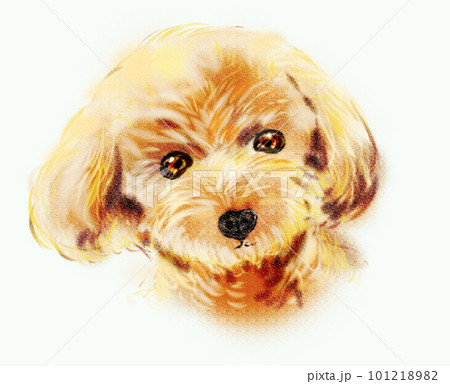 首を傾げて微笑むトイプードル 101218982