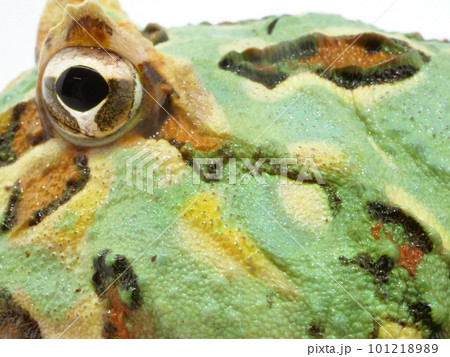 クランウェルツノガエルのドアップ クランウェルツノガエルのドアップ 101218989