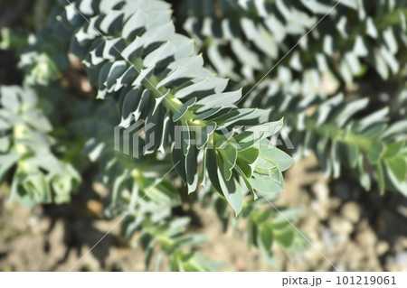 Myrtle spurge Myrtle spurge 101219061