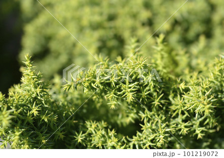 Japanese cedar Twinkle Toes 101219072