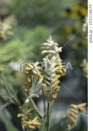 Kangaroo Paw Kangaroo Paw 101219074