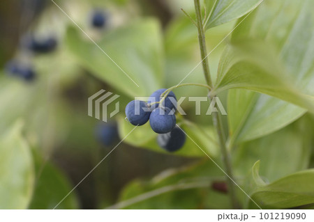 Scented Solomons seal 101219090
