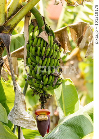 Unripe bunch of wild bananas with flower, Ranomafana national park. Madagascar 101219178