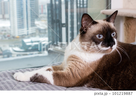 Siamese cat at the window on the background of the city 101219887