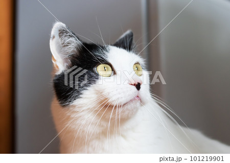 Surprised white cat at home, closeup portrait 101219901