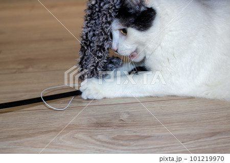 White cat playing with a toy closeup 101219970