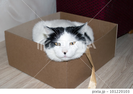 White fat cat sitting in a box 101220103