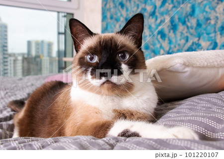 Gray cat with blue eyes lying on the bed Gray cat with blue eyes lying on the bed 101220107