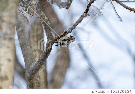 冬の森で枝を突くコゲラ 冬の森で枝を突くコゲラ 101220154
